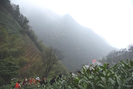 黃山區(qū)導游協(xié)會探尋太平猴魁生長之源.jpg