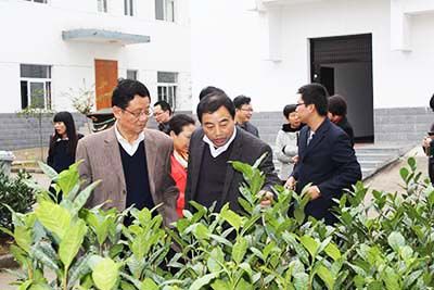 安徽省省、市政協(xié)委員視察六百里猴魁公司野茶谷.jpg